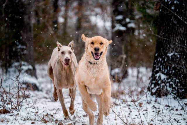 These two had fun in the snow last week.

#dogsofinstagram #snowday #goldenretriever #dobermanpinscher #photography #dogphotography #sonyalpha #sony200600