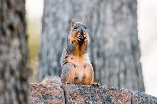 Anyone else need more time to get their summer body ready?

#photography #wildlifephotography #sonyalpha #sonya7iv #bransonmissouri #discoverbranson #squirrel