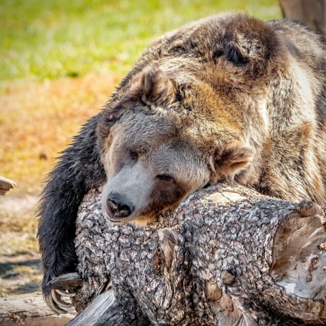 TGIF!

Grizzly giving this log a “bear hug”

Shot at the wolf and bear sanctuary in West Yellowstone on my Sony A7iv and Sony 200-600G

#wildlifephotography #sonya7iv #grizzlybear #sony200600