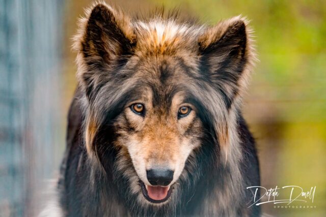 Probably one of the prettiest ”dogs” I’ve ever seen. She’s actually a wolf hybrid at the National Tiger Sanctuary.