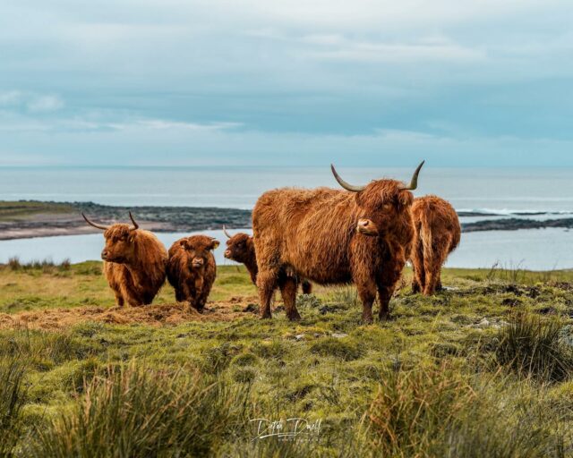Kassidys main priority in Ireland was getting photos of the highland cows