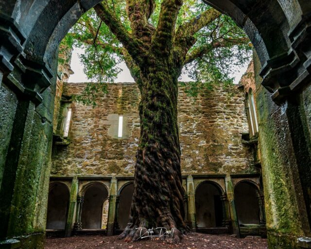 If trees could talk, this 350+ year old tree would have some stories. 

Muckross Abbey. County Kerry, Ireland