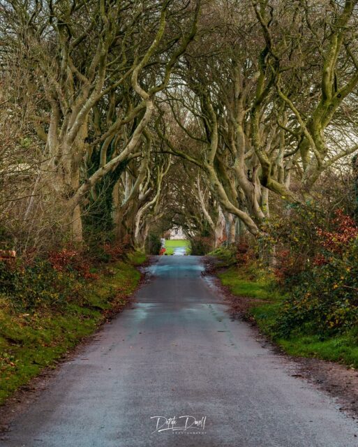 The Dark Hedges in County Antrim, Northern Ireland.

A set of beech trees made famous by Game of Thrones.